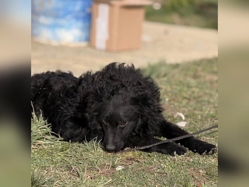 Asia kann in 36110 Schlitz kennengelernt werden