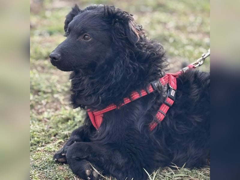 Asia kann in 36110 Schlitz kennengelernt werden