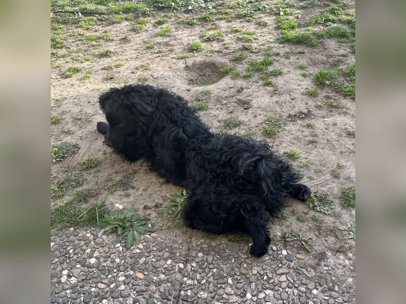 Asia kann in 36110 Schlitz kennengelernt werden