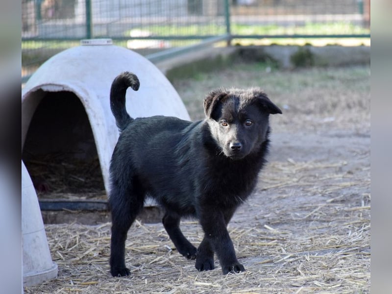 Maddox sucht ein Zuhause