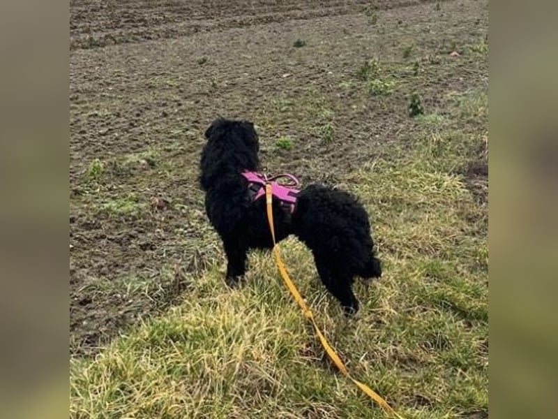 Wunderschöne brave Asia wartet in Weinheim