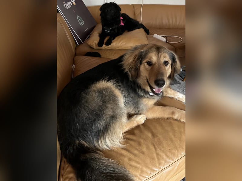 Wunderschöne brave Asia wartet in Weinheim