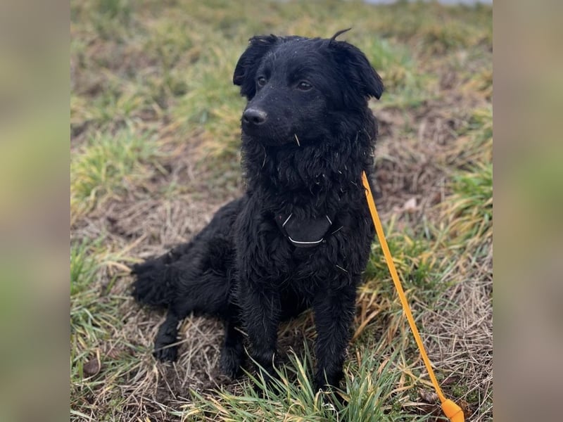 Wunderschöne brave Asia wartet in Weinheim