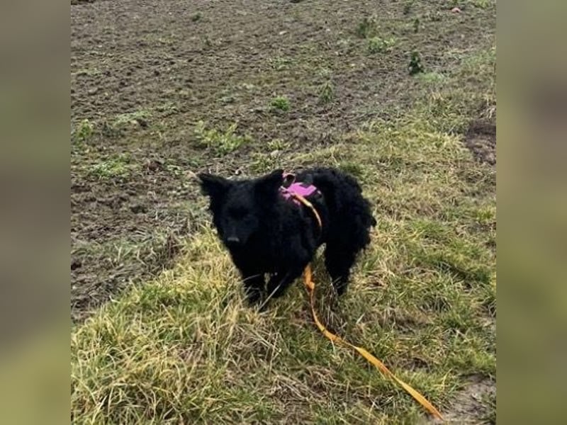 Wunderschöne brave Asia wartet in Weinheim