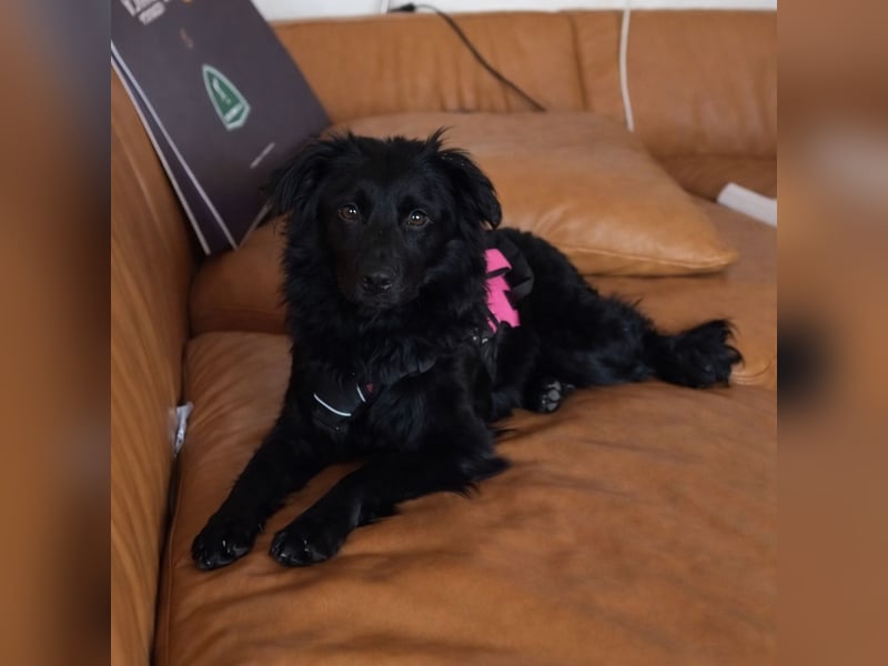 Wunderschöne brave Asia wartet in Weinheim