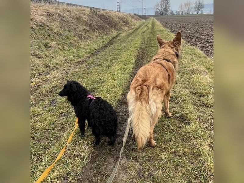 Wunderschöne brave Asia wartet in Weinheim