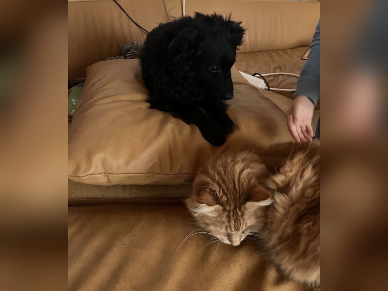 Wunderschöne brave Asia wartet in Weinheim