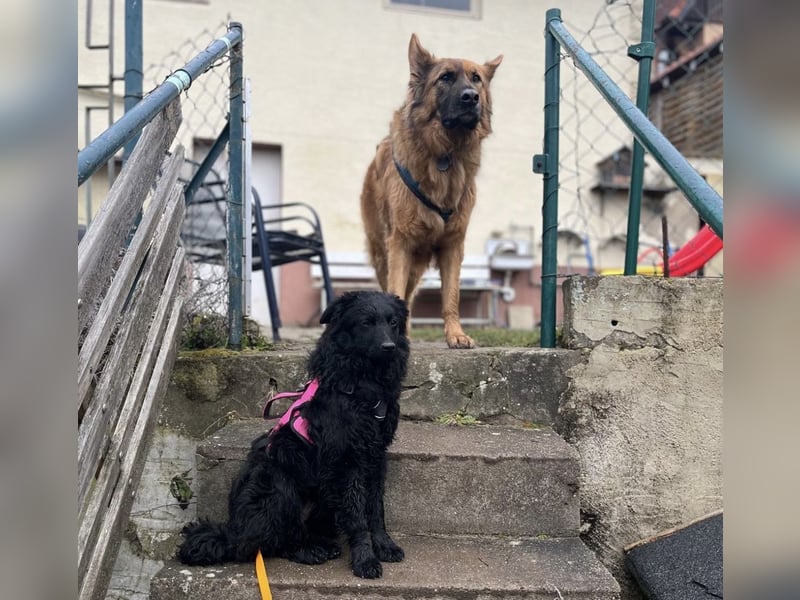 Wunderschöne brave Asia wartet in Weinheim