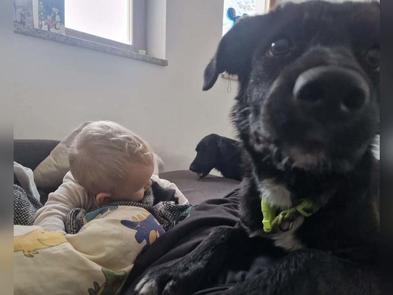 Tizzy ein Engel auf vier Pfoten