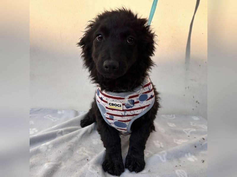 Vjera - typisch Welpe