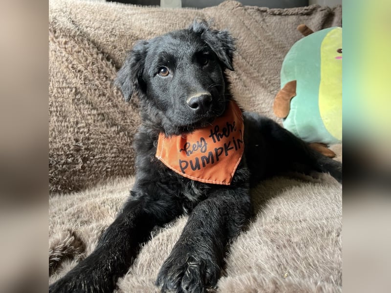 Leonien kleiner Schatz