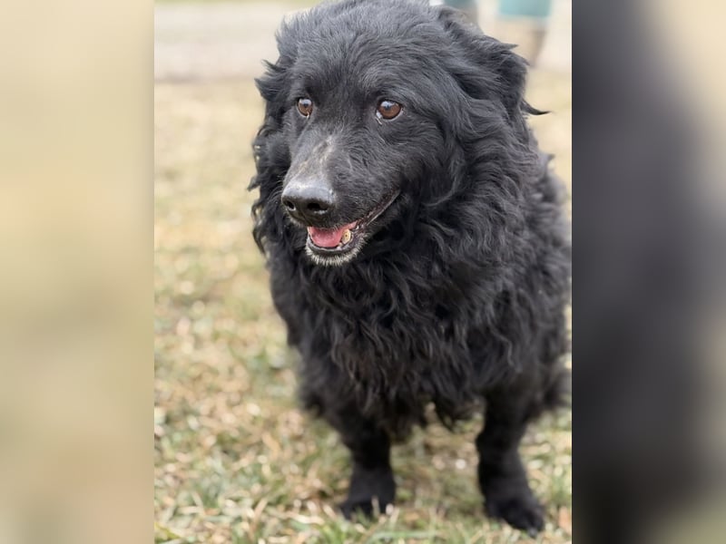 Lumpi ein lieber Schatz