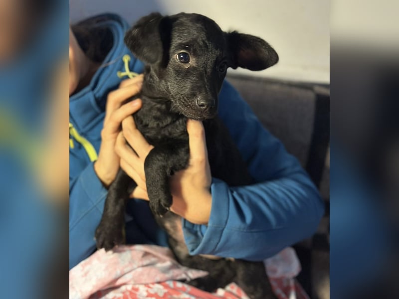 Peppa - typisch Welpe