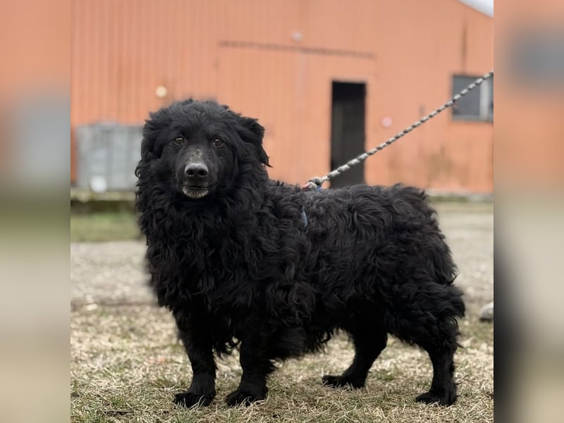 Lumpi ein lieber Schatz