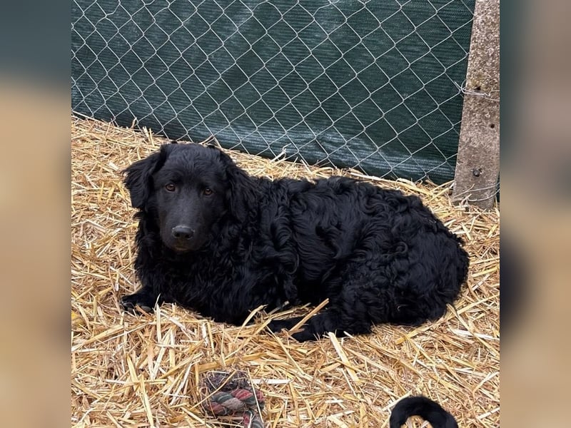 Capper ein Seelenhund