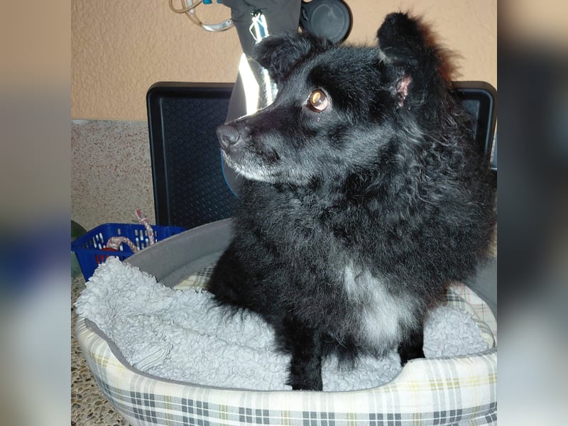 Annie ein Engel auf vier Pfoten