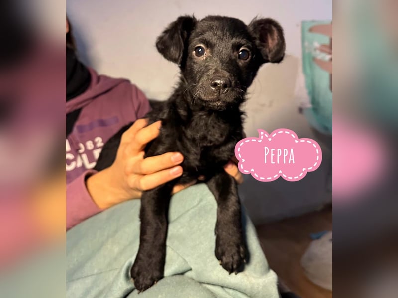 Peppa - typisch Welpe