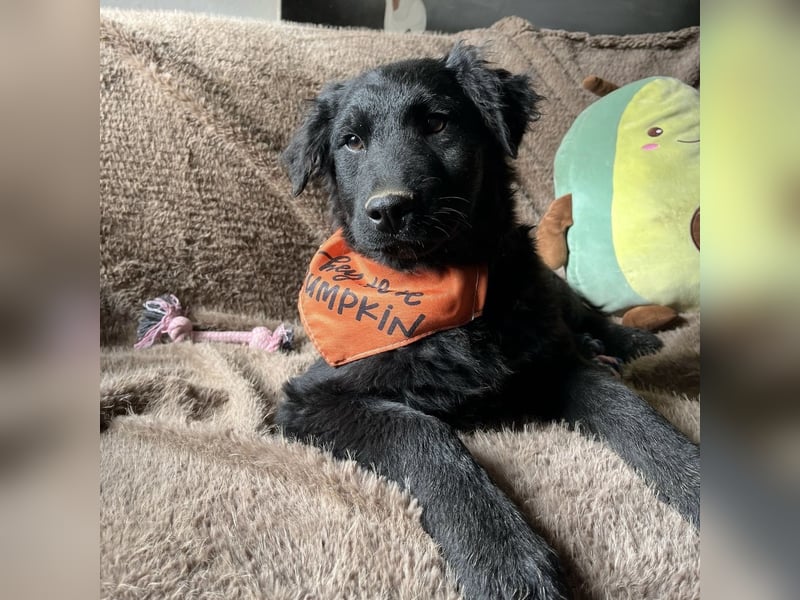 Leonien kleiner Schatz