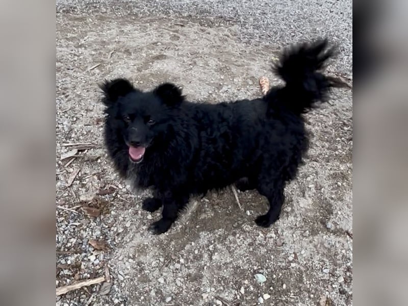 Annie ein Engel auf vier Pfoten