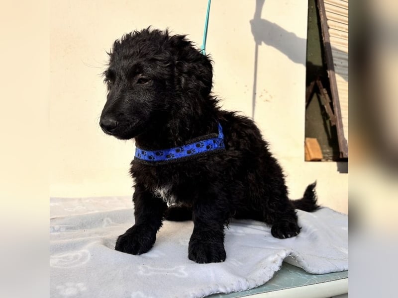 Fleki ein kleiner schwarzer Engel