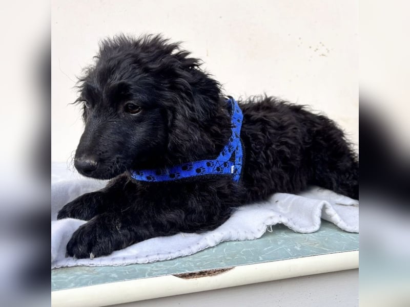 Seka eine kleine Prinzessin