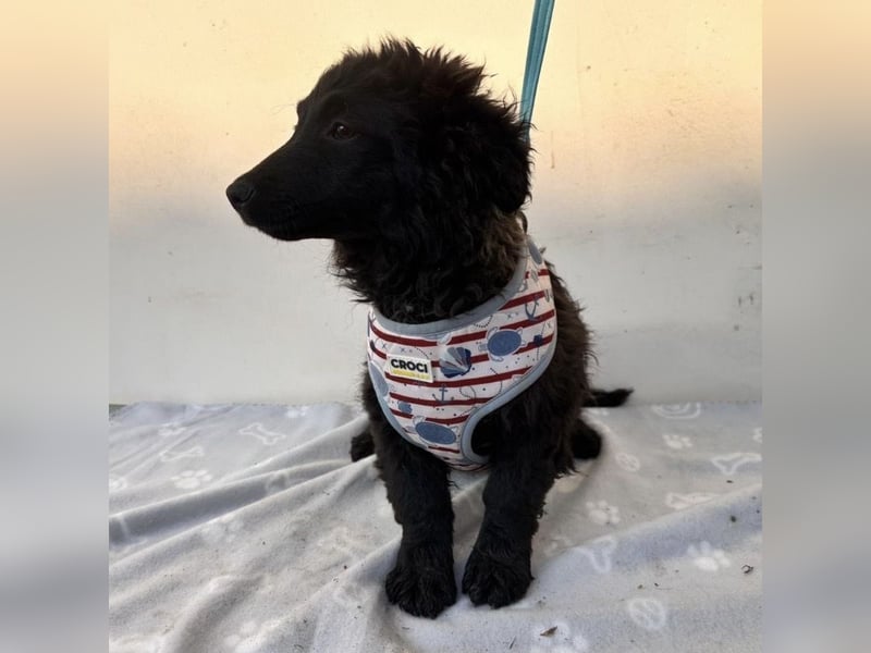 Vjera - typisch Welpe