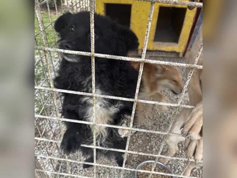 Annie ein Engel auf vier Pfoten