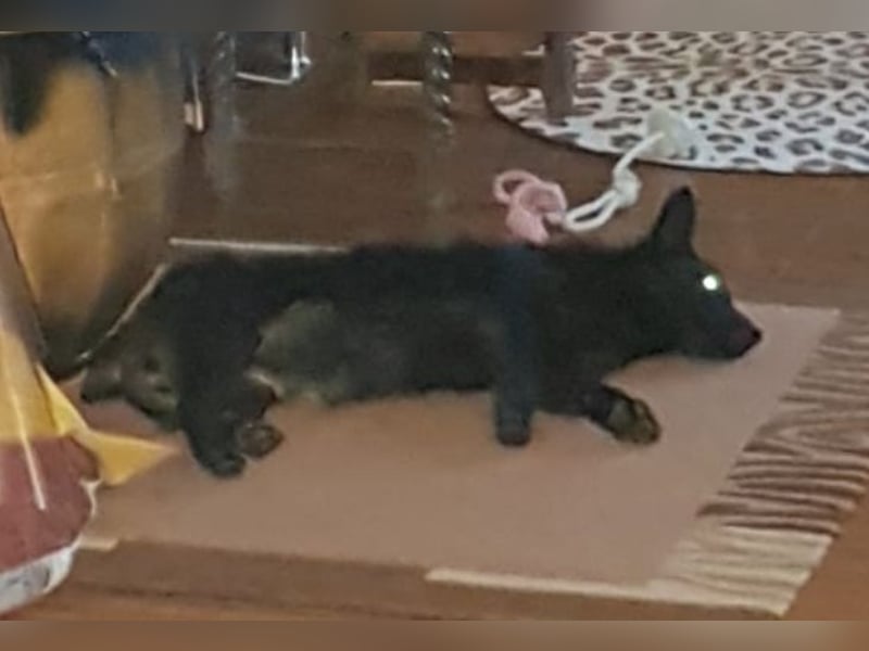 Pia die Allerliebste