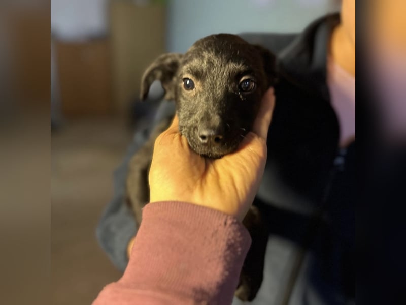 Peppa - typisch Welpe