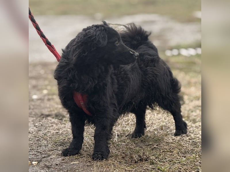 Willa eine kleine brave Hündin