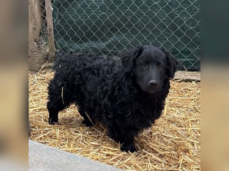 Capper ein Seelenhund