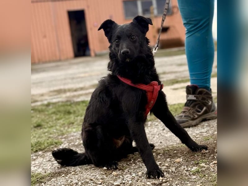 Aska ein verspieltes selbstbewusstes Mädchen