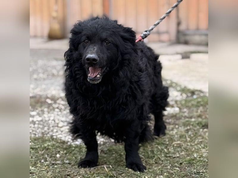 Lumpi ein lieber Schatz