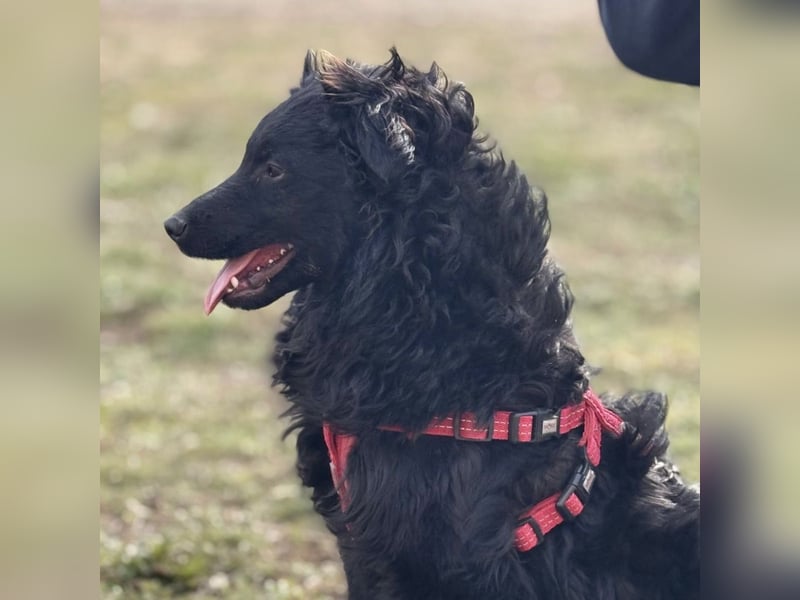 Asia die wundervolle fröhliche