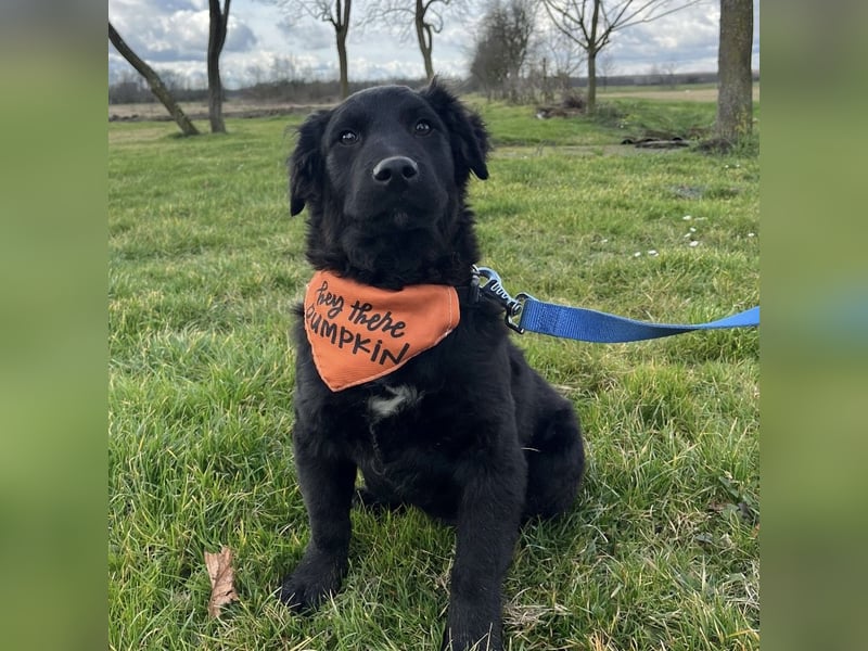 Leonien kleiner Schatz