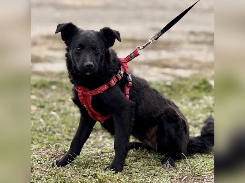 Aska ein verspieltes selbstbewusstes Mädchen