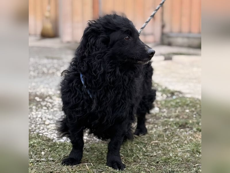 Lumpi ein lieber Schatz