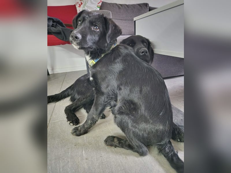 Tizzy ein Engel auf vier Pfoten