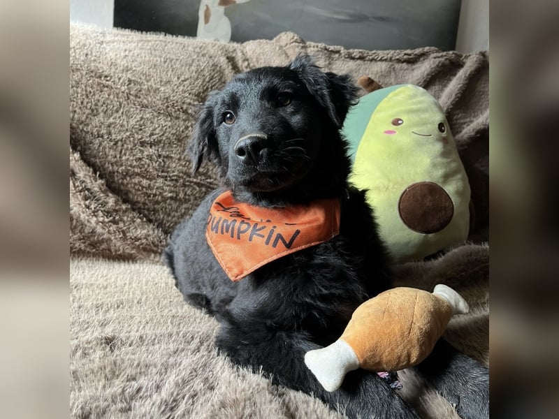 Leonien kleiner Schatz