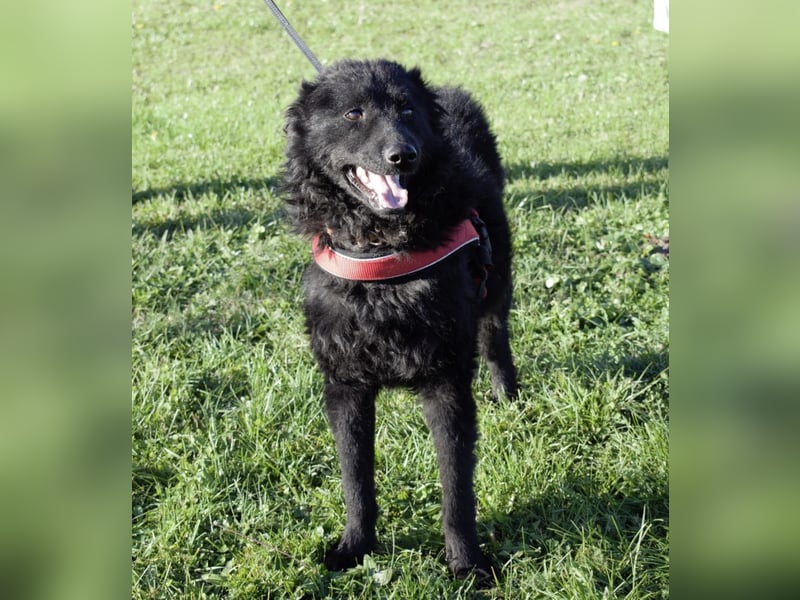 Kairo ein sanftmütiges Mädchen