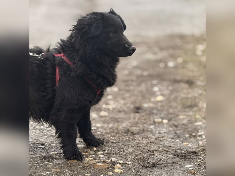 Willa eine kleine brave Hündin