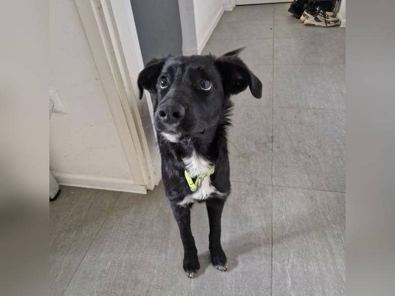 Tizzy ein Engel auf vier Pfoten