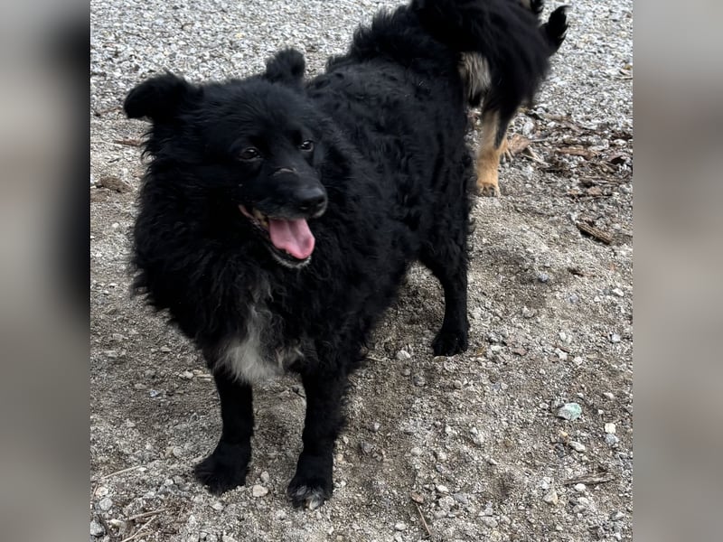 Annie ein Engel auf vier Pfoten