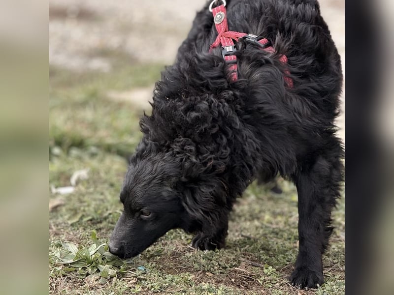 Asia die wundervolle fröhliche