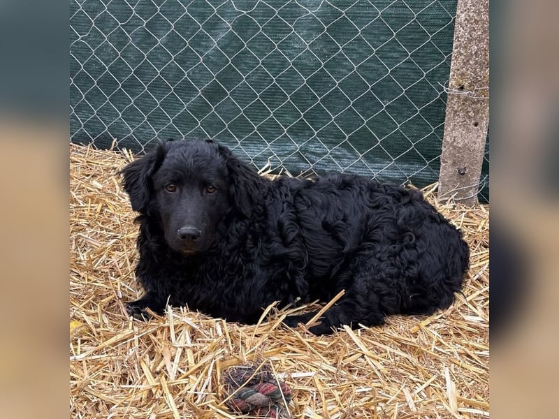 Capper ein Seelenhund