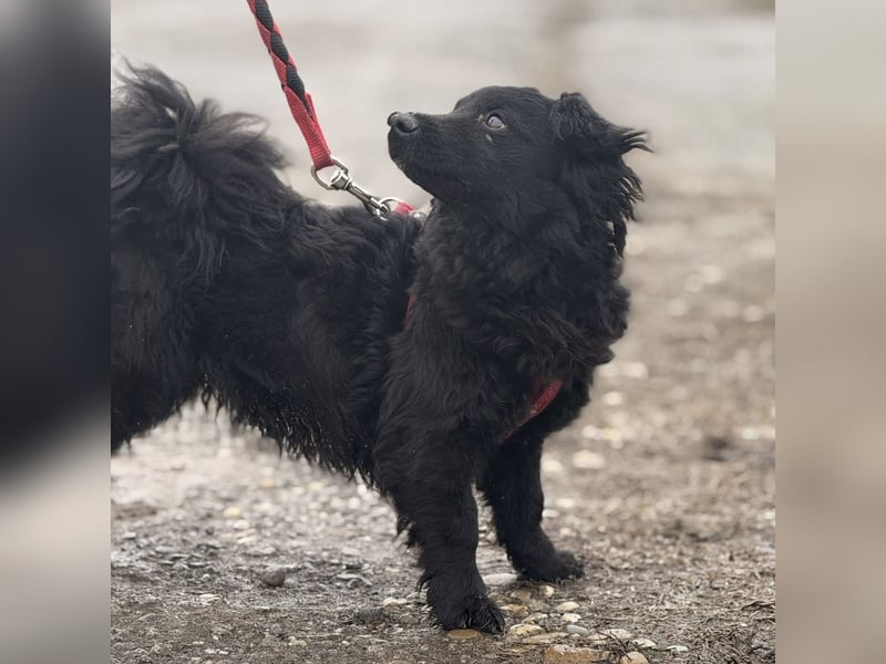 Willa eine kleine brave Hündin