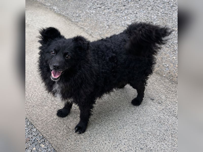 Annie ein Engel auf vier Pfoten