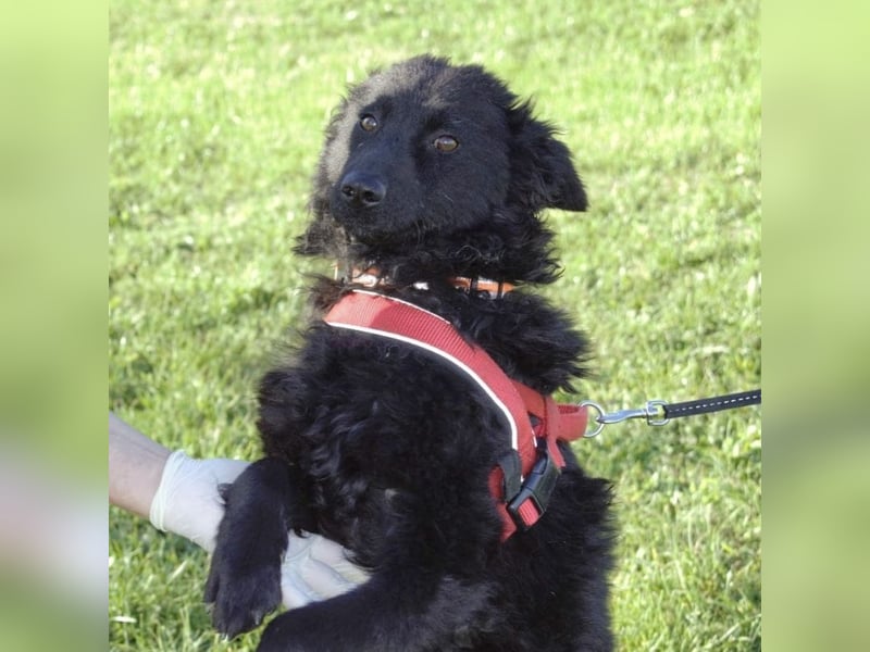 Kairo ein sanftmütiges Mädchen