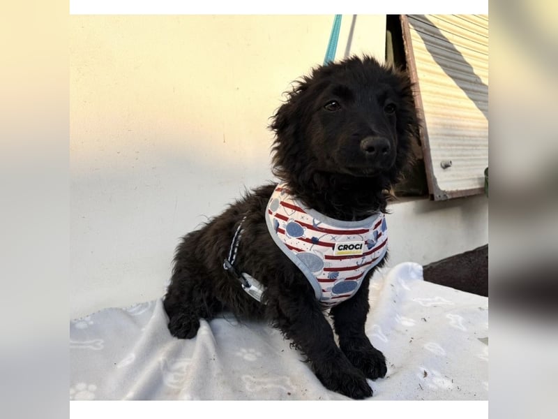 Vjera - typisch Welpe