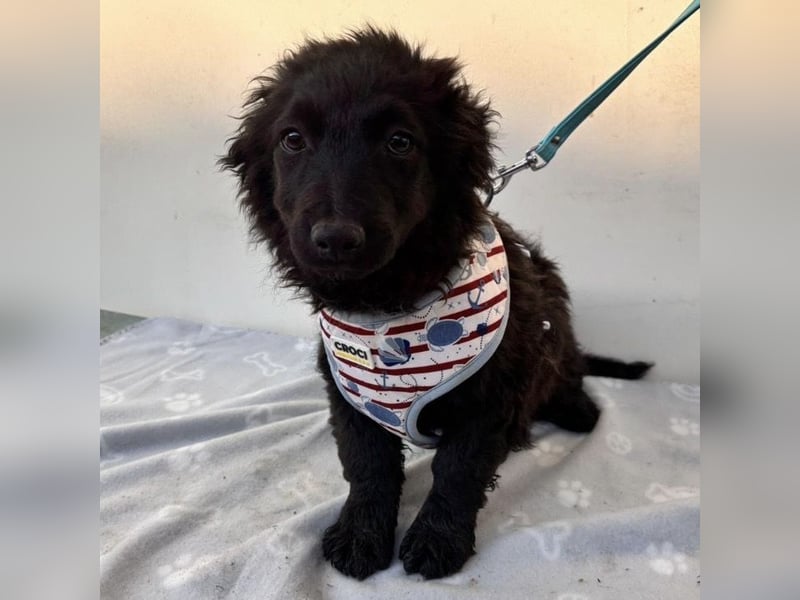 Vjera - typisch Welpe